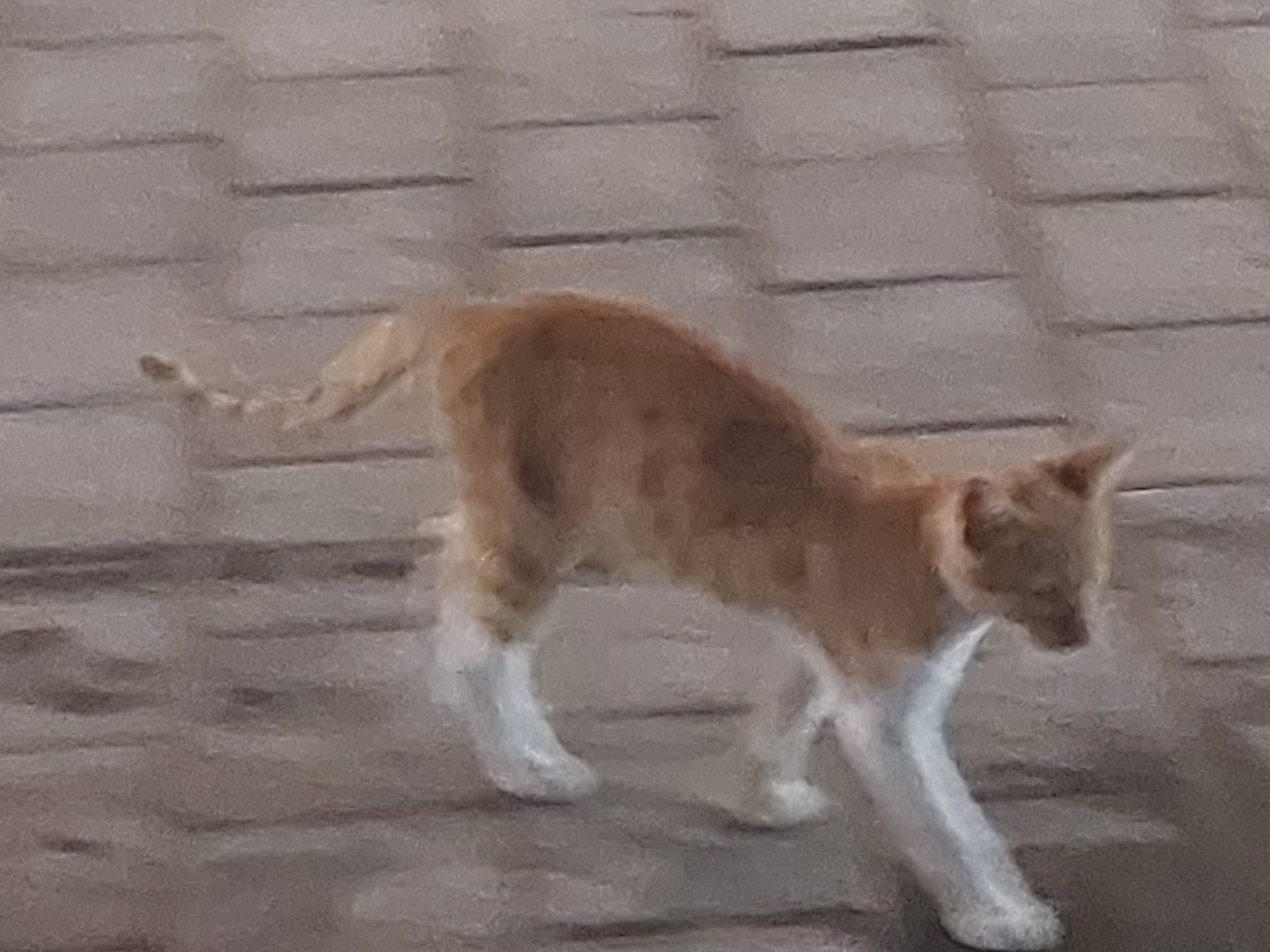 orange cat