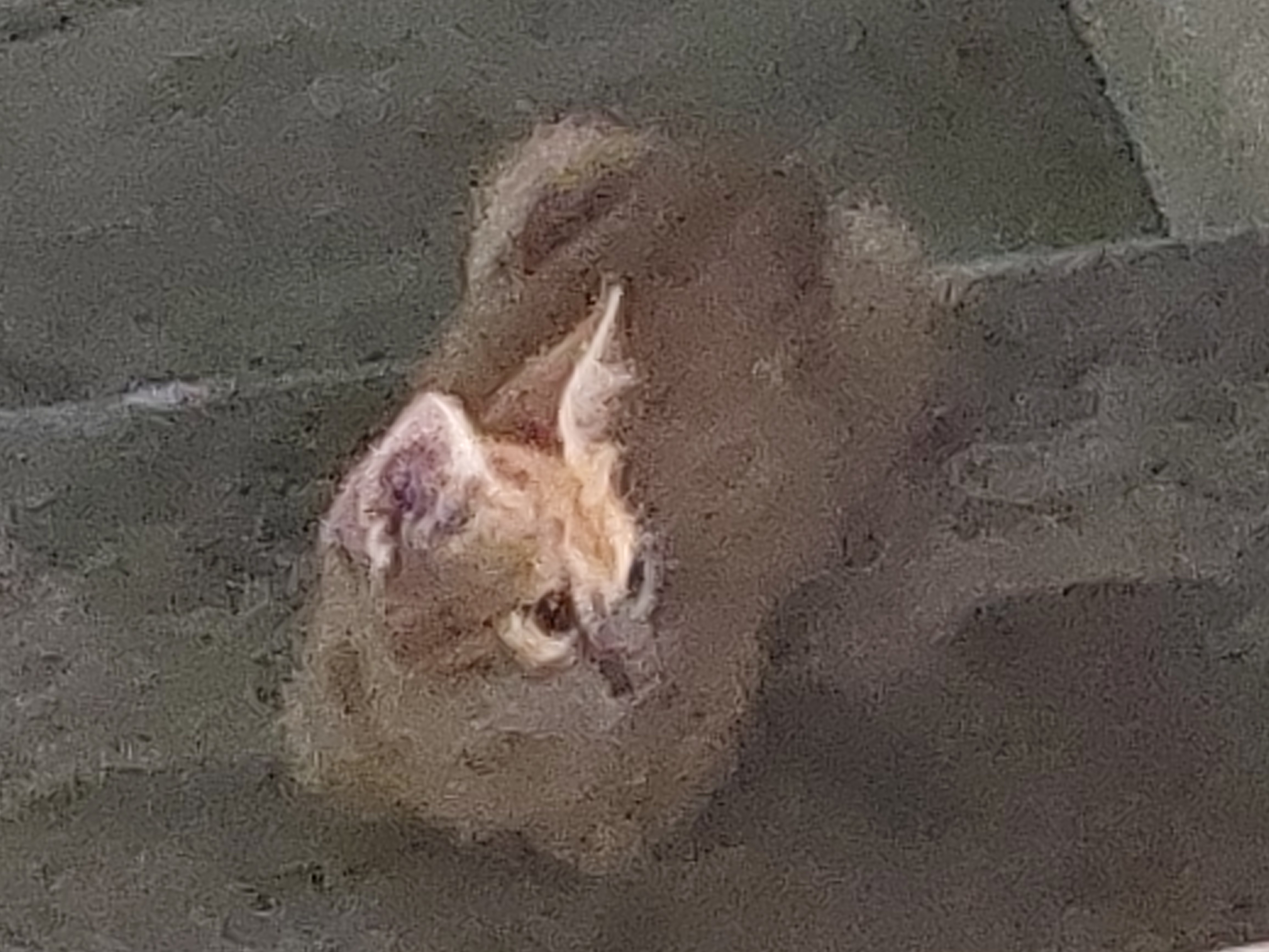 small orange kitty