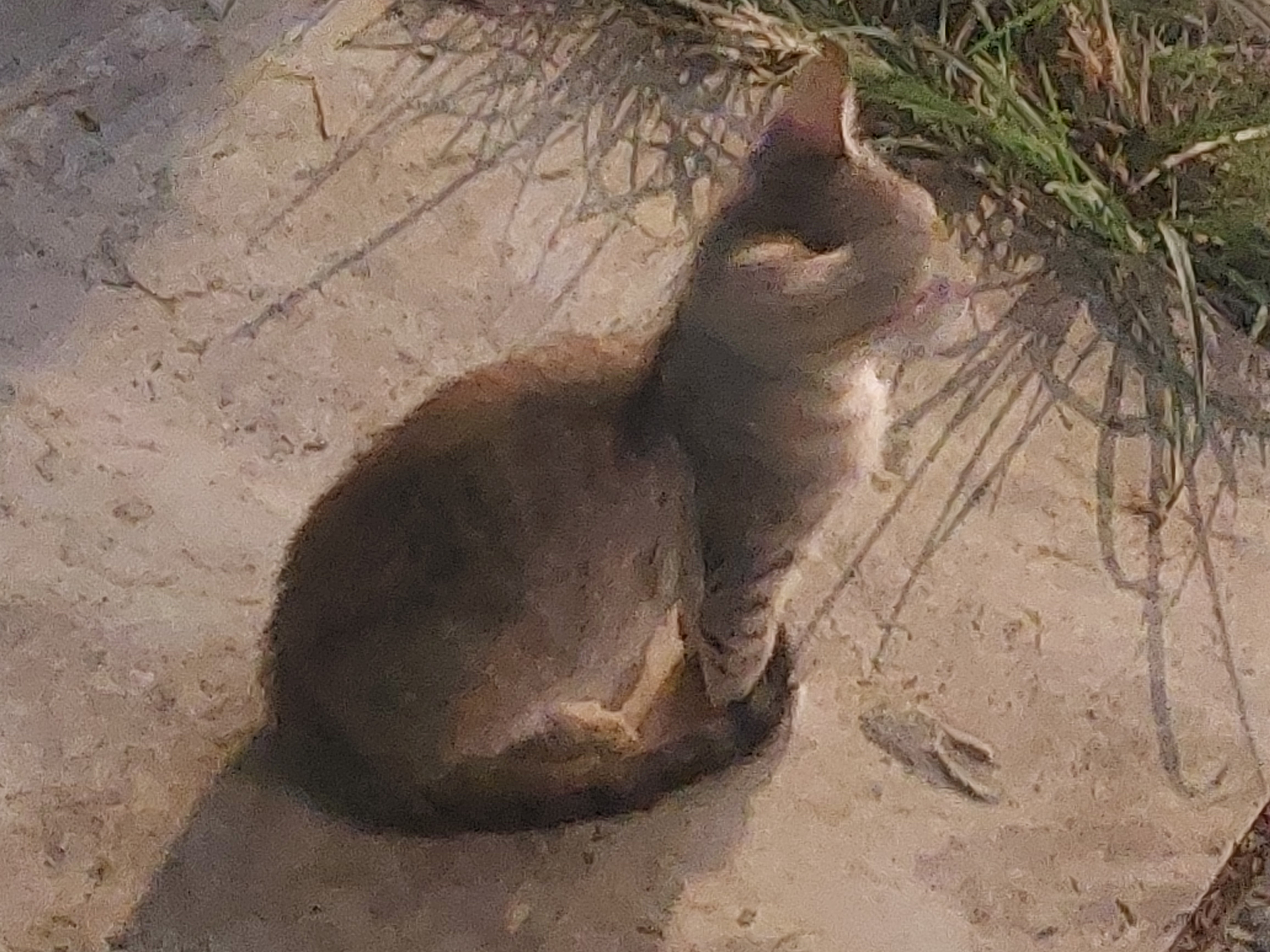 small grey kitty