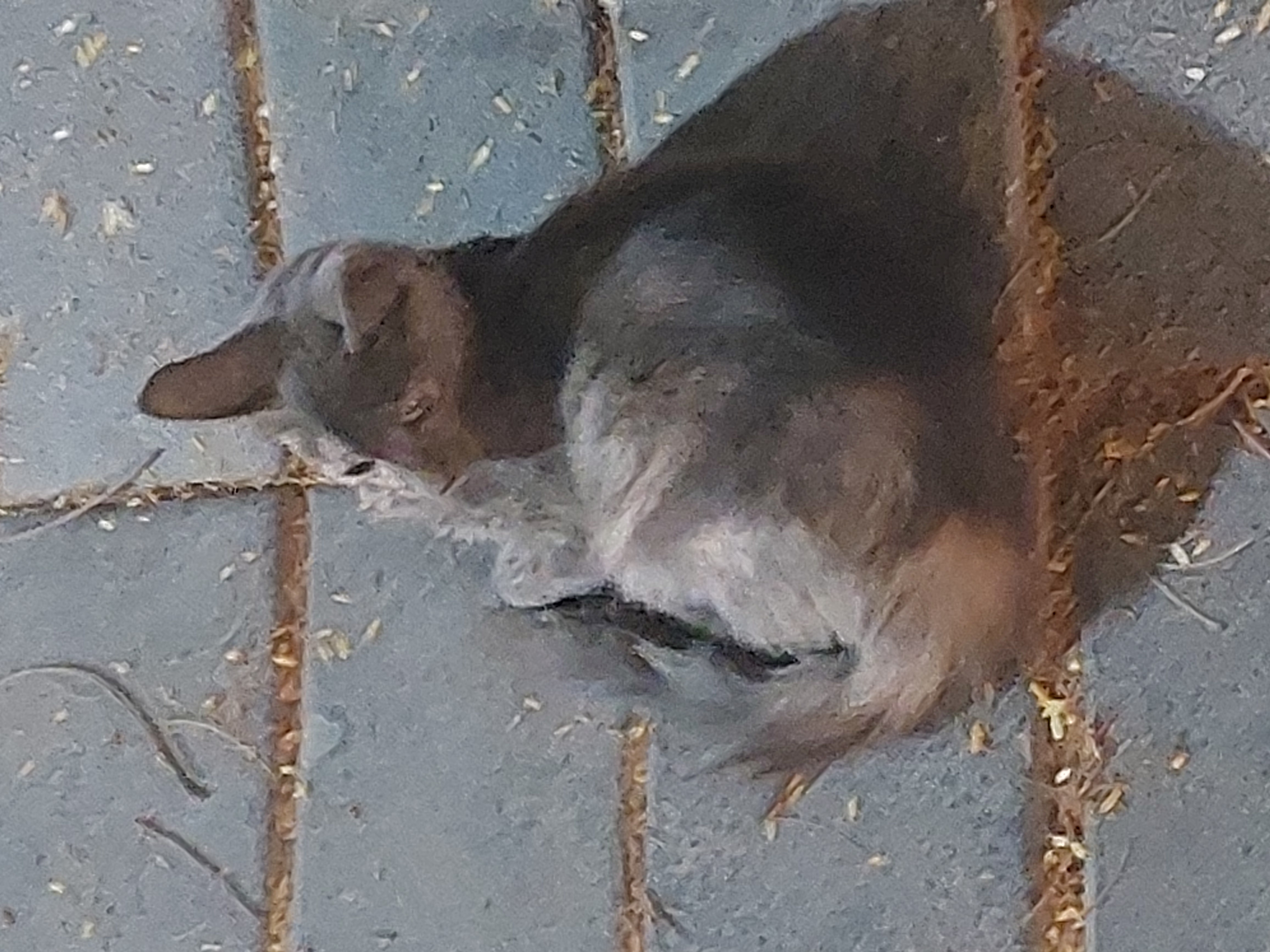 another small grey kitty