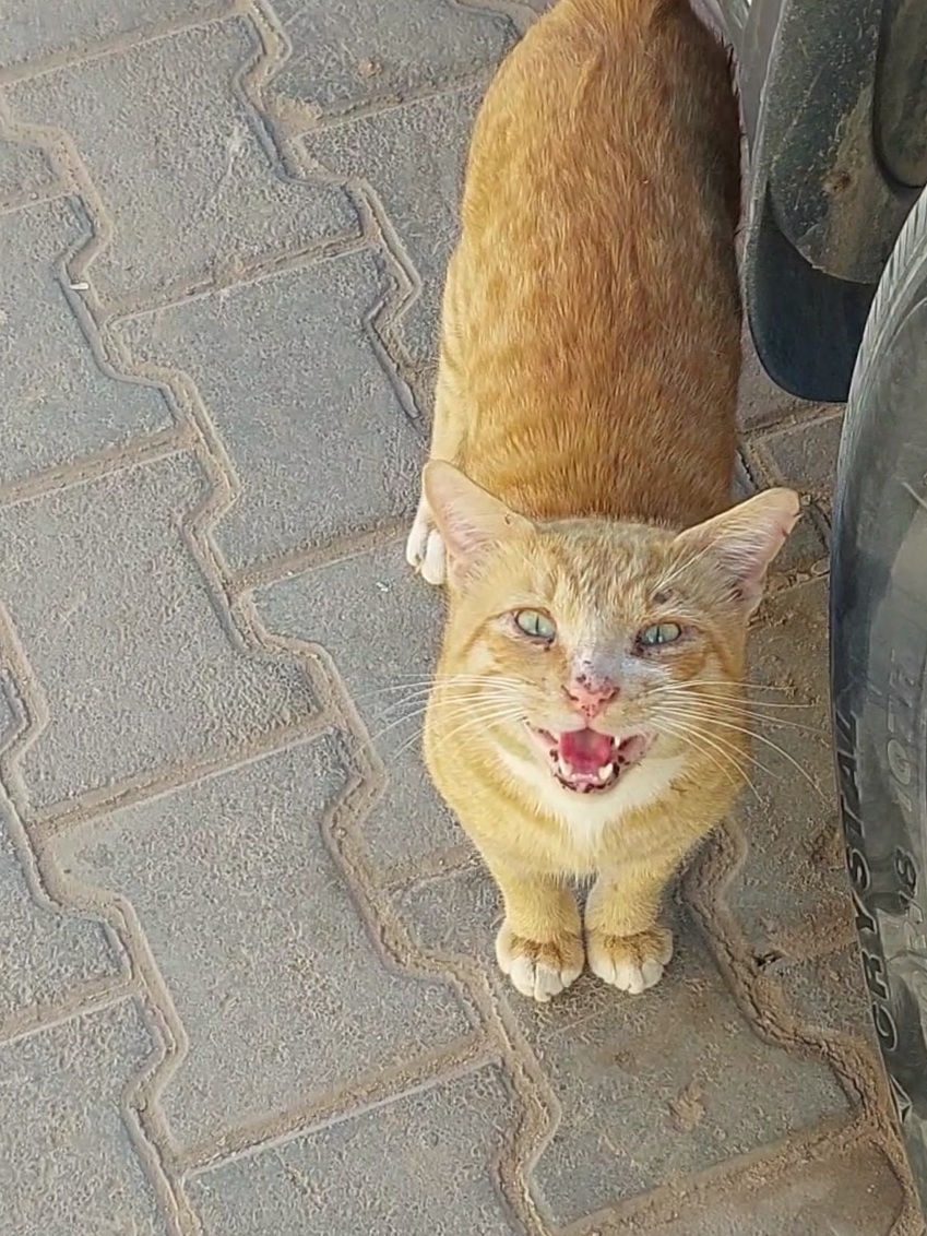 orange cat 1