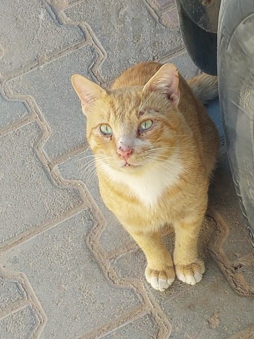 orange cat 2