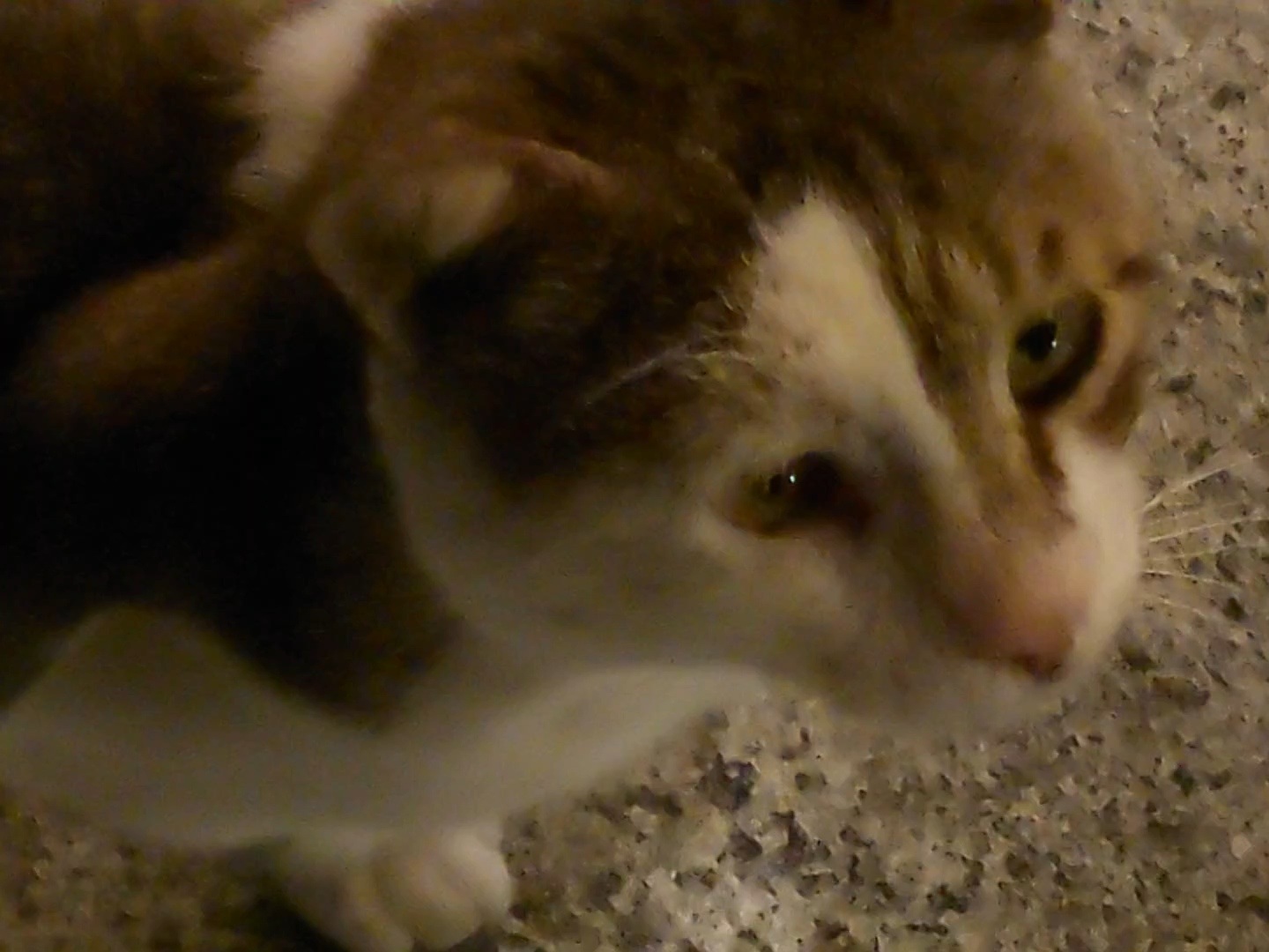white and brown cat