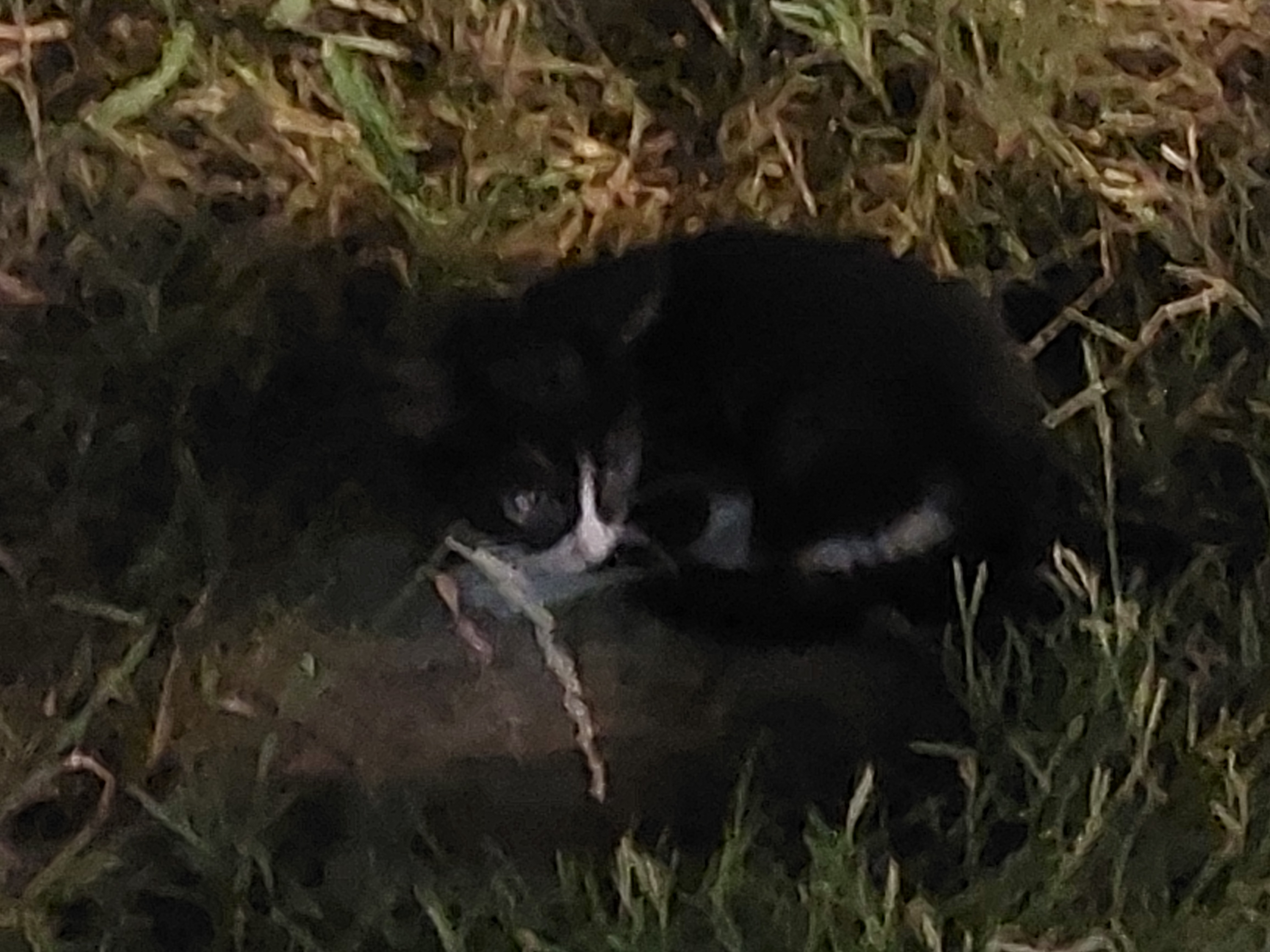 black cat