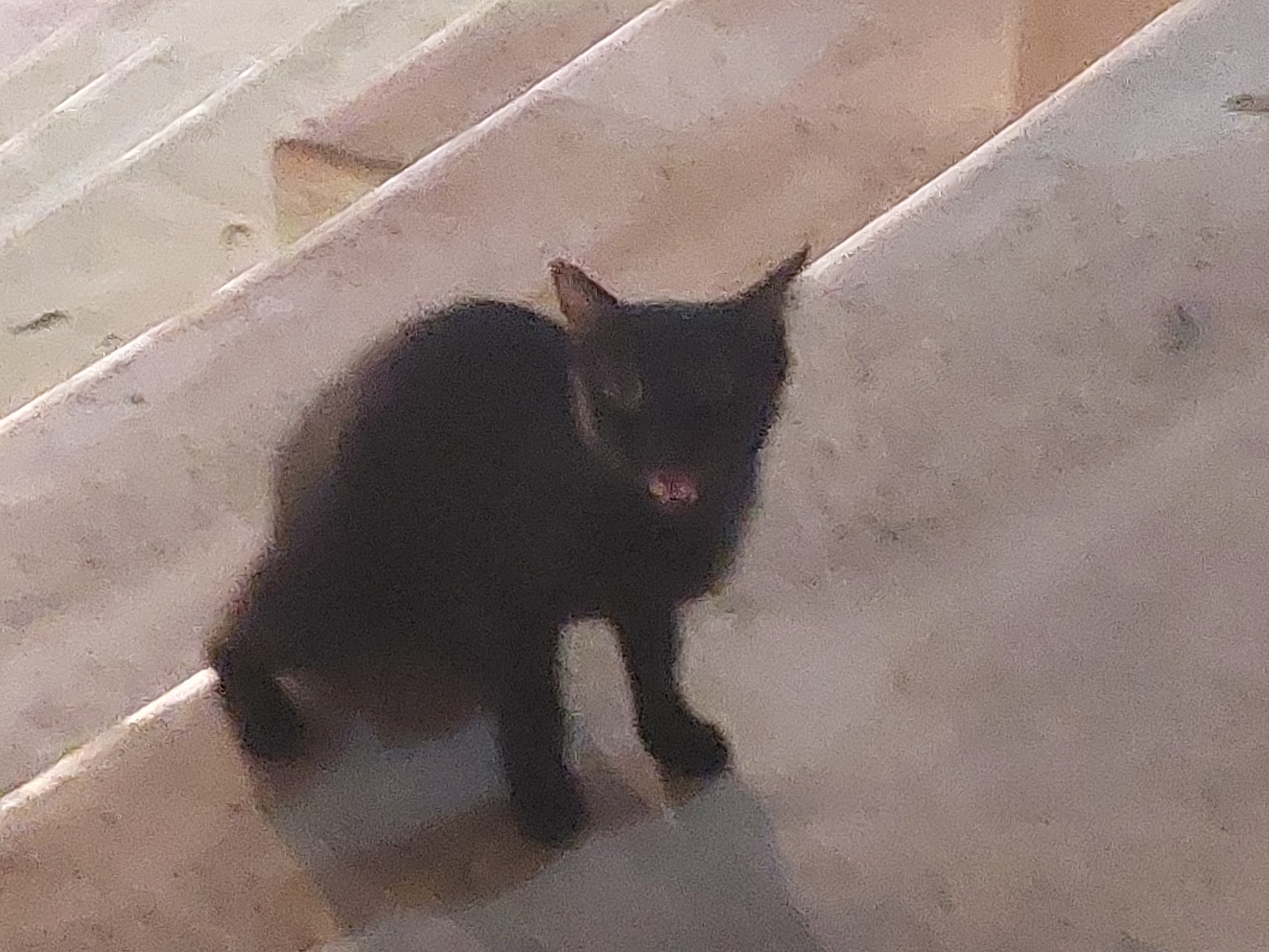 small black kitty screaming at me